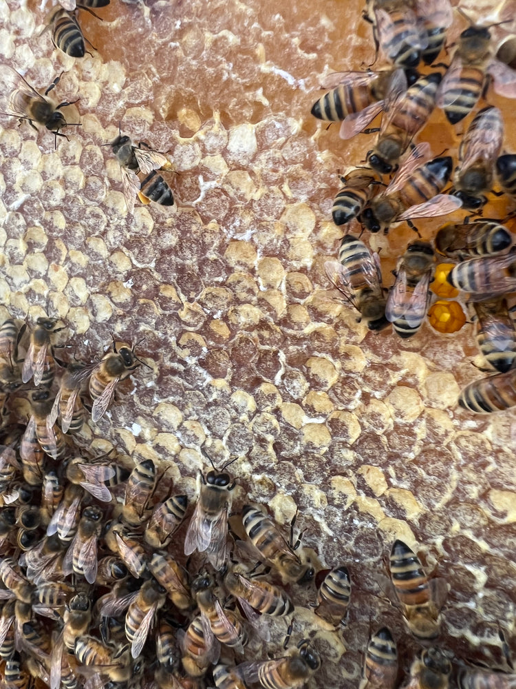 Busy Bee Apiaries